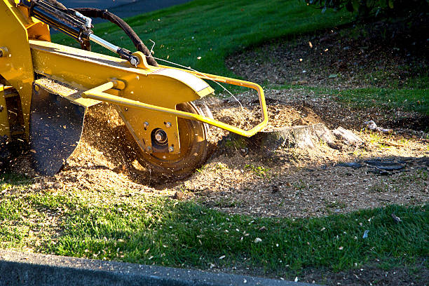 How Our Tree Care Process Works  in Frederick, CO